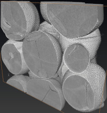 Saponaria 3D cutaway